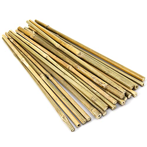 Pllieay Estacas de bambú Gruesas Naturales Estacas de jardín Bastones de bambú para Soporte de Plantas, 30CM