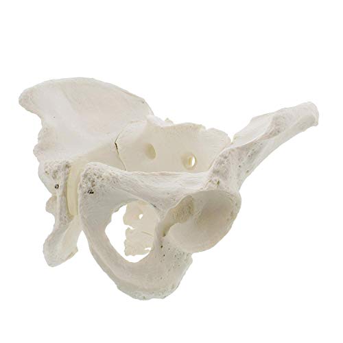 SaiFei Modelo pélvico Medicina Tamaño Natural Modelo de Banco Masculino Modelo de Cadera - Modelo de anatomía Masculina Hueso de Cadera Modelo pélvico Modelo anatómico Masculino