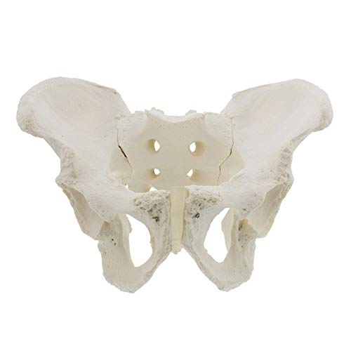 SaiFei Modelo pélvico Medicina Tamaño Natural Modelo de Banco Masculino Modelo de Cadera - Modelo de anatomía Masculina Hueso de Cadera Modelo pélvico Modelo anatómico Masculino