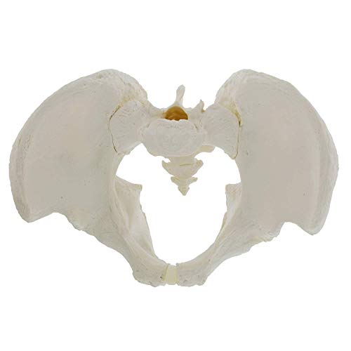 SaiFei Modelo pélvico Medicina Tamaño Natural Modelo de Banco Masculino Modelo de Cadera - Modelo de anatomía Masculina Hueso de Cadera Modelo pélvico Modelo anatómico Masculino