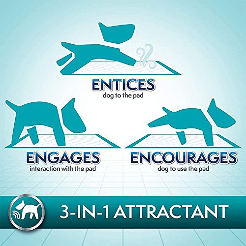 Simple Solution Almohadillas de Entrenamiento de Perro y Cachorro Premium (Pack de 30)