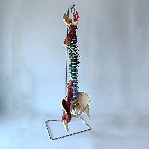 UIGJIOG Modelo de Columna Vertebral, Modelo de Columna Flexible de tamaño Natural, con Pelvis y neuromuscular como Modelo de Aprendizaje.
