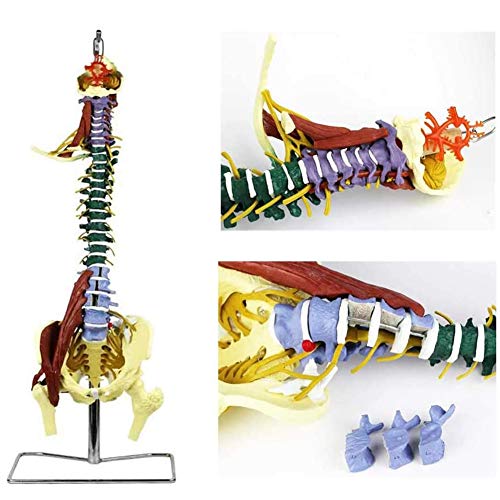 UIGJIOG Modelo de Columna Vertebral, Modelo de Columna Flexible de tamaño Natural, con Pelvis y neuromuscular como Modelo de Aprendizaje.