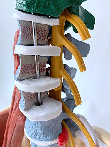 UIGJIOG Modelo de Columna Vertebral, Modelo de Columna Flexible de tamaño Natural, con Pelvis y neuromuscular como Modelo de Aprendizaje.