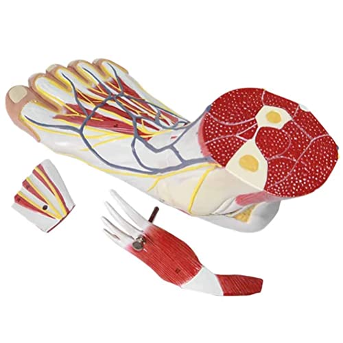 WWJJLL Modelo De Anatomía del Pie Humano, Anatomía Jerárquica Plantar Médica Articulación del Pie Músculo Neurovascular Estructura del Ligamento Modelo De Enseñanza De Signos Digitales