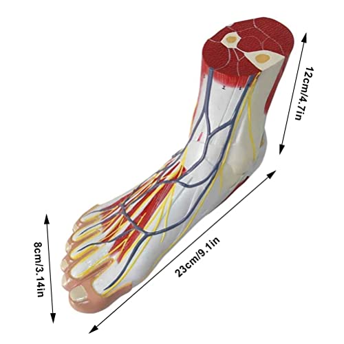 WWJJLL Modelo De Anatomía del Pie Humano, Anatomía Jerárquica Plantar Médica Articulación del Pie Músculo Neurovascular Estructura del Ligamento Modelo De Enseñanza De Signos Digitales