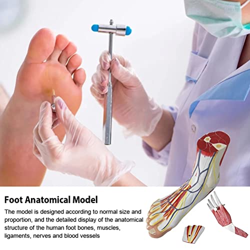 WWJJLL Modelo De Anatomía del Pie Humano, Anatomía Jerárquica Plantar Médica Articulación del Pie Músculo Neurovascular Estructura del Ligamento Modelo De Enseñanza De Signos Digitales