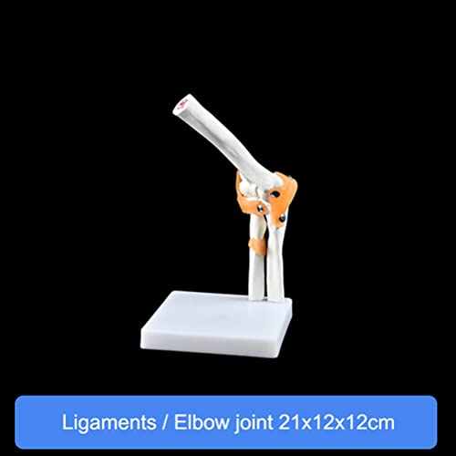 WWJJLL Modelo esquelético Humano, Hombro, Codo, Rodilla, Mano, pie, Modelo de articulación de la Cadera con ligamento Colección de Suministros de Laboratorio de anatomía médica,Elbow Joints