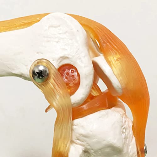 WWJJLL Modelo esquelético Humano, Hombro, Codo, Rodilla, Mano, pie, Modelo de articulación de la Cadera con ligamento Colección de Suministros de Laboratorio de anatomía médica,Elbow Joints