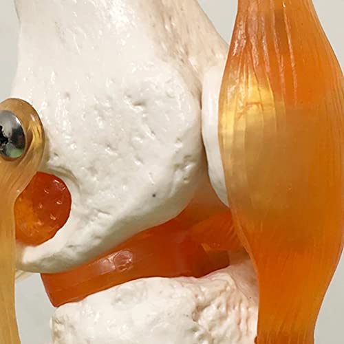 WWJJLL Modelo esquelético Humano, Hombro, Codo, Rodilla, Mano, pie, Modelo de articulación de la Cadera con ligamento Colección de Suministros de Laboratorio de anatomía médica,Elbow Joints