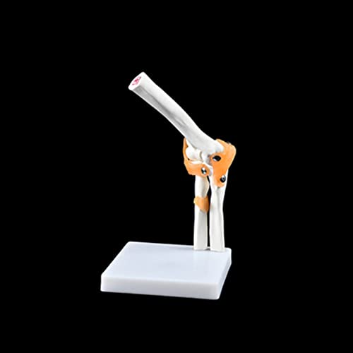WWJJLL Modelo esquelético Humano, Hombro, Codo, Rodilla, Mano, pie, Modelo de articulación de la Cadera con ligamento Colección de Suministros de Laboratorio de anatomía médica,Elbow Joints