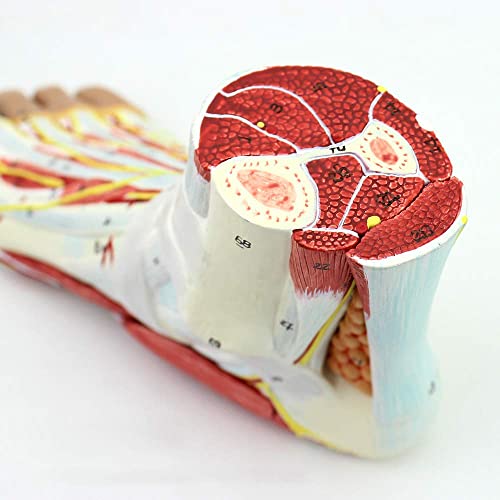 XCTLZG Modelo de Esqueleto médico anatómico del pie con ligamentos, Modelo de Esqueleto, Modelo de ligamento neurovascular del músculo de la articulación del pie Cirugía de Mano y pie