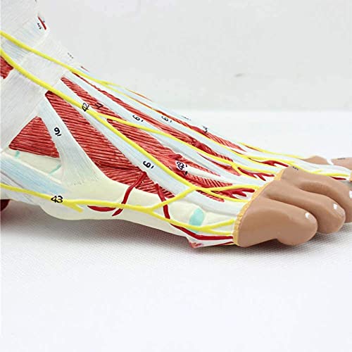XCTLZG Modelo de Esqueleto médico anatómico del pie con ligamentos, Modelo de Esqueleto, Modelo de ligamento neurovascular del músculo de la articulación del pie Cirugía de Mano y pie