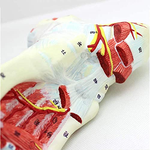 XCTLZG Modelo de Esqueleto médico anatómico del pie con ligamentos, Modelo de Esqueleto, Modelo de ligamento neurovascular del músculo de la articulación del pie Cirugía de Mano y pie