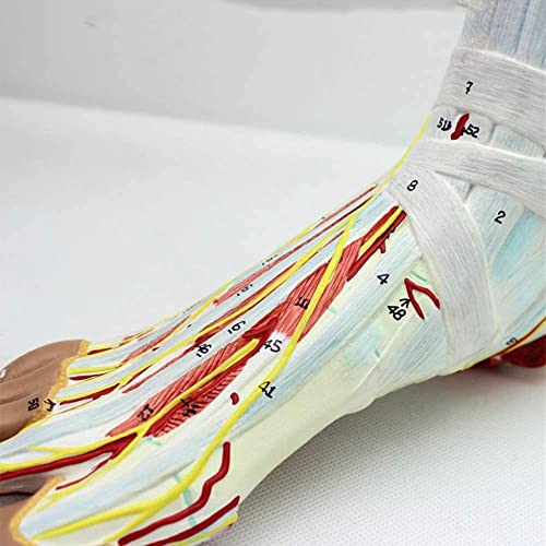 XCTLZG Modelo de Esqueleto médico anatómico del pie con ligamentos, Modelo de Esqueleto, Modelo de ligamento neurovascular del músculo de la articulación del pie Cirugía de Mano y pie