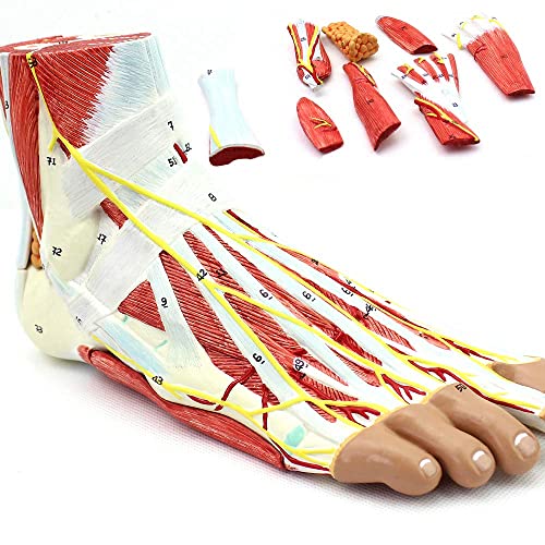 XCTLZG Modelo de Esqueleto médico anatómico del pie con ligamentos, Modelo de Esqueleto, Modelo de ligamento neurovascular del músculo de la articulación del pie Cirugía de Mano y pie