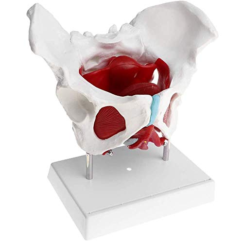 XHLLX Modelo de Pelvis Femenino anatómico médico con órganos extraíbles y Musculatura del Piso, para la Escuela del Aula