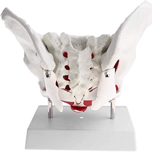 XHLLX Modelo de Pelvis Femenino anatómico médico con órganos extraíbles y Musculatura del Piso, para la Escuela del Aula