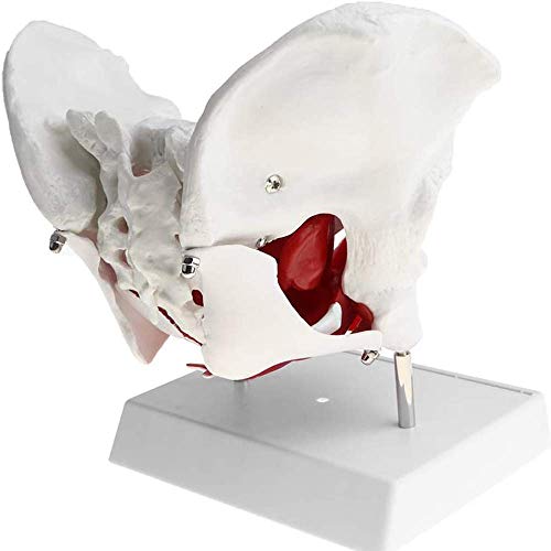 XHLLX Modelo de Pelvis Femenino anatómico médico con órganos extraíbles y Musculatura del Piso, para la Escuela del Aula