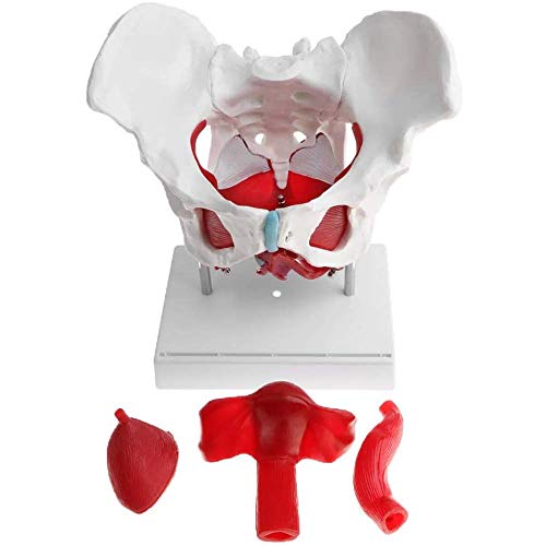 XHLLX Modelo de Pelvis Femenino anatómico médico con órganos extraíbles y Musculatura del Piso, para la Escuela del Aula