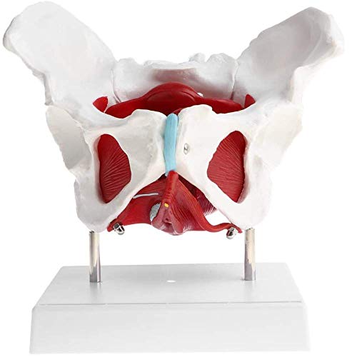 XHLLX Modelo de Pelvis Femenino anatómico médico con órganos extraíbles y Musculatura del Piso, para la Escuela del Aula