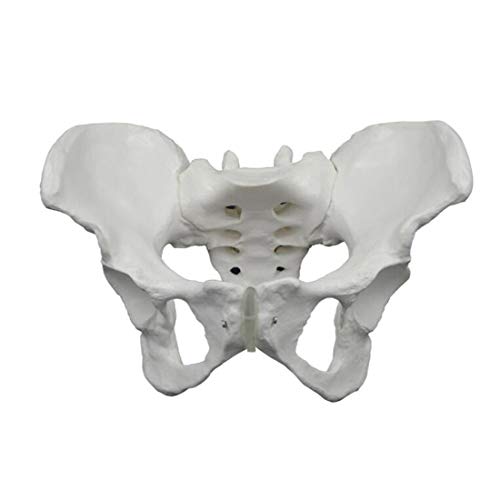 ZJM Modelo De Esqueleto De Pelvis Humana, Modelo Pélvico Femenino De Tamaño Natural, Modelo De Huesos Pélvicos Anatómicos Médicos para El Aula De Ciencias