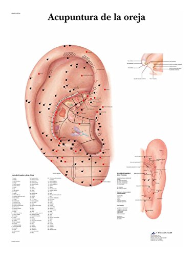 3B Scientific VR3821L Impreso En Papel, Acupuntura de la Oreja