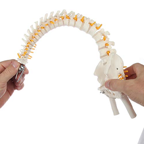 Axis científica en miniatura modelo de anatomía de la columna vertebral, incluye los nervios y viene con resistente soporte columna vertebral