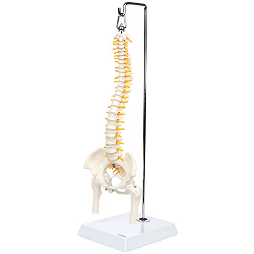 Axis científica en miniatura modelo de anatomía de la columna vertebral, incluye los nervios y viene con resistente soporte columna vertebral