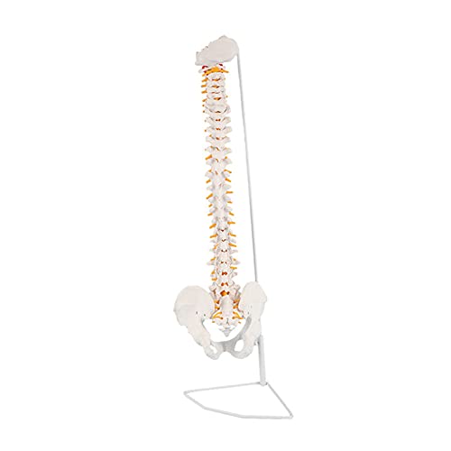 Modelo De La Columna Vertebral, Modelo De Columna Vertebral 33 Pulgadas / 85 Cm, Tamaño De Vida De La Lomo Colorido Con Vértebras, Nervios, Arterias, Columna Lumbar Y Pelvis Masculina Con Soporte