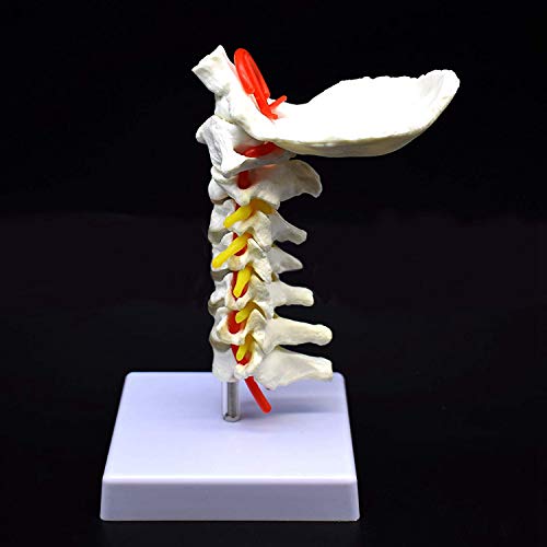 RETYLY Vértebra Cervical Arteria Columna Vertebral Nervios Vertebrales Modelo Anatómico Anatomía para la Ciencia Estudio en el Aula Exhibición Doctora Modelo Médico