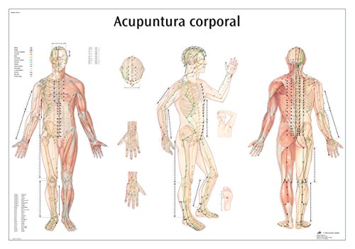 3B Scientific VR3820UU Impreso En Papel, Acupuntura Corporal