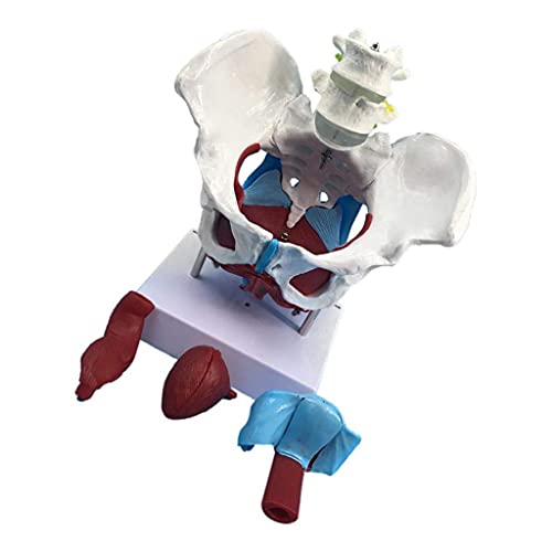DERUKK-TY Montaje Modelo de Montaje 1: 1 Modelo de Pelvis Femenina Humana | con los músculos del Piso del Pubis del coxis Sacro | Modelo de órgano reproductivo | Modelo de Esqueleto