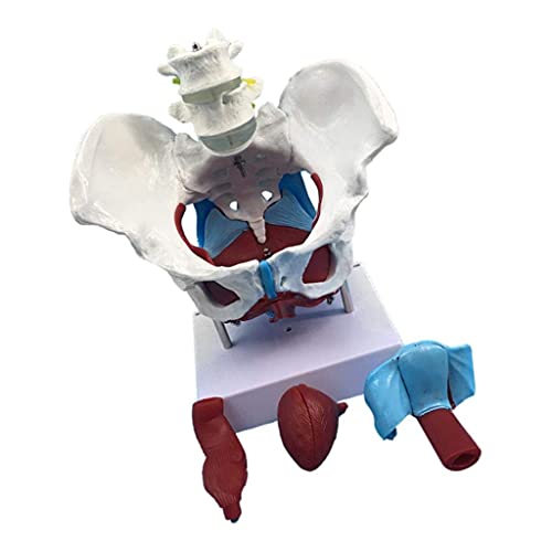 DERUKK-TY Montaje Modelo de Montaje 1: 1 Modelo de Pelvis Femenina Humana | con los músculos del Piso del Pubis del coxis Sacro | Modelo de órgano reproductivo | Modelo de Esqueleto