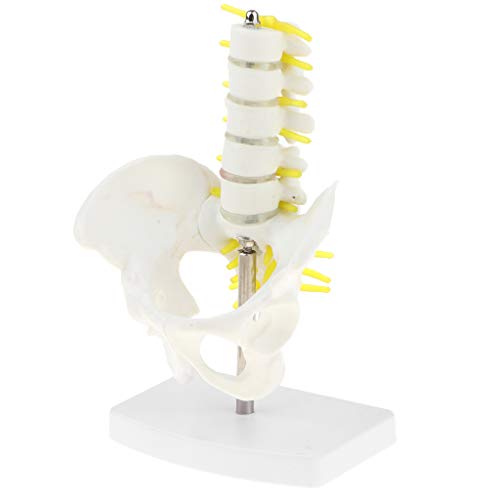 Modelo Anatómico Esquelético de Pelvis Humana y 5 Vértebras Lumbares Suministro de Laboratorio
