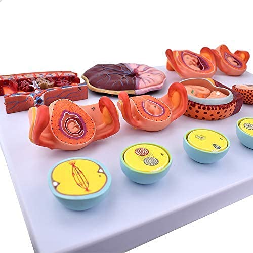 Modelo de anatomía, Anatomía Modelo Cuerpo, Embarazo Humano Modelo de proceso de desarrollo embrionario, fertilización Embryo Embryo Proceso de desarrollo Estructura Modelo Modelo Biología Médicos Ens
