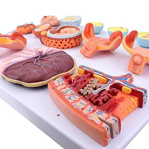 Modelo de anatomía, Anatomía Modelo Cuerpo, Embarazo Humano Modelo de proceso de desarrollo embrionario, fertilización Embryo Embryo Proceso de desarrollo Estructura Modelo Modelo Biología Médicos Ens