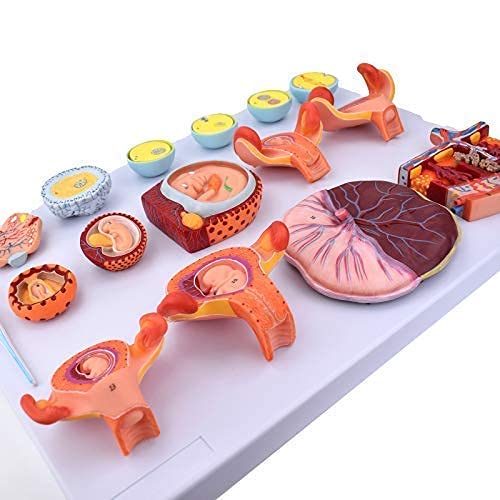 Modelo de anatomía, Anatomía Modelo Cuerpo, Embarazo Humano Modelo de proceso de desarrollo embrionario, fertilización Embryo Embryo Proceso de desarrollo Estructura Modelo Modelo Biología Médicos Ens