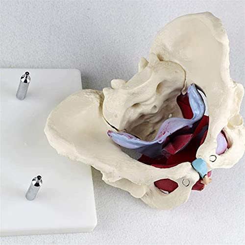 Modelo de anatomía, Modelo de pelvis - Modelo de pelvis femenino anatómico médico - Tamaño de vida Estructura pélvica genital Pelvic Suelo de pélvico Órganos musculares Anatomía médica Enseñanza, Mode