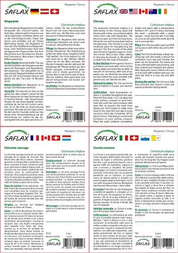 SAFLAX - Escarola - 250 semillas - Cichorium intybus