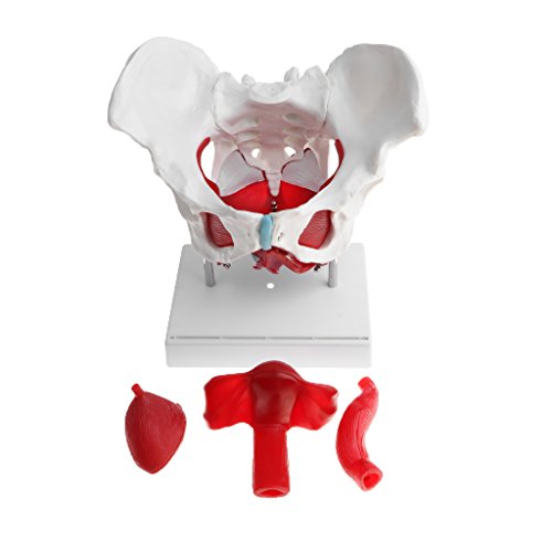 SM SunniMix Modelo de Pelvis Femenina con Coxis, Sacro, Pubis y Órganos Removibles Músculos de Suelo, Kit de Estudio de Anatomía