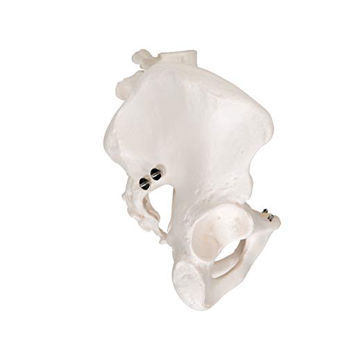3B Scientific A60 Modelo Anatómico Humano - Esqueleto de la Pelvis, Masculino + Software de Anatomía - 3B Smart Anatomy