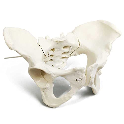LALEO Modelo de pelvis femenina, modelo de cadera - modelo de anatomía femenina, modelo pélvico de hueso de cadera modelo anatómico femenino