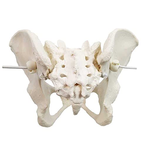 LALEO Modelo de pelvis femenina, modelo de cadera - modelo de anatomía femenina, modelo pélvico de hueso de cadera modelo anatómico femenino