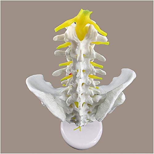 Modelo de anatomía, Columna lumbar con modelo de pelvis - Anatomía Espina lumbar de cinco secciones con modelo de pelvis - Modelo de la pelvis anatómica médica - para la exhibición del estudio del aul