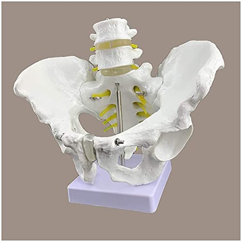 Modelo de anatomía, modelo de pelvis masculina de tamaño natural - Modelo de esqueleto de pelvis - Hueso de cadera masculino anatómico médico Modelo de pelvis Anatomía - Material de PVC Modelo de pelv