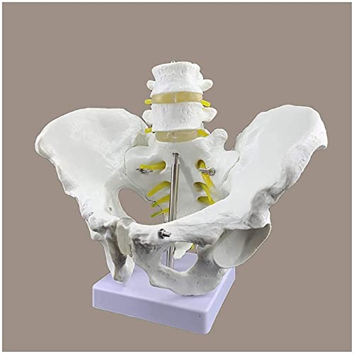 Modelo de anatomía, modelo de pelvis masculina de tamaño natural - Modelo de esqueleto de pelvis - Hueso de cadera masculino anatómico médico Modelo de pelvis Anatomía - Material de PVC Modelo de pelv