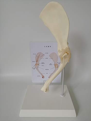 Modelo De Articulación De Hombro Canino De Perro, Modelo De Hueso De Escápula De Perro Canino, Anatomía Del Cuerpo De Animal De Hombro De Perro Para Herramienta Educativa De Oficina Veterinaria