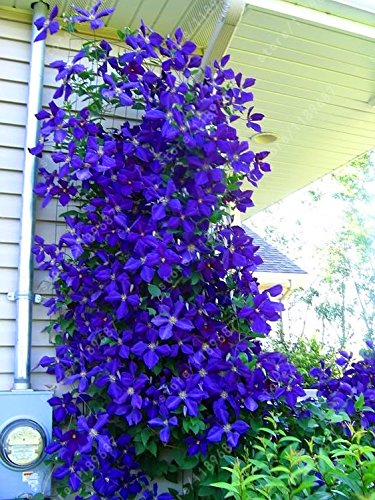 100 piezas / bolsa de semillas de Clematis flores clematis semillas de vid semillas de flores perennes plantas trepadoras Clematis bonsai maceta de plantas de jardín 3