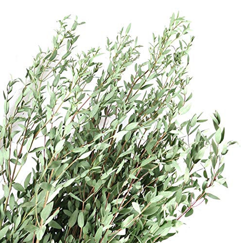 circulor-123 Ramo de Flores Verdes de Rama de Hojas de eucalipto Natural Esmerilado preservado de Hierba de Pampa pequeña Seca Natural para decoración del hogar